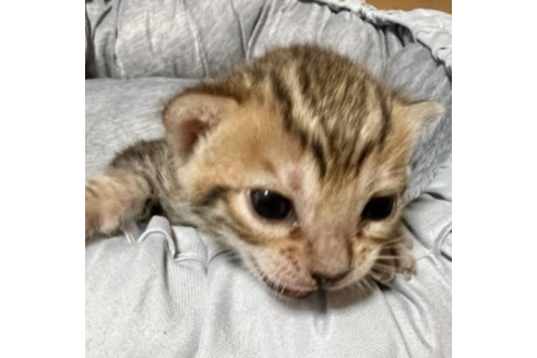 成約済の福岡県のベンガル-32469の1枚目